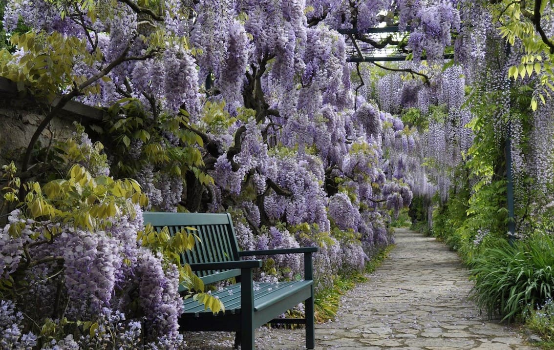 Wisteria-mit-Laubengang-in-Hermannshof-Kopie