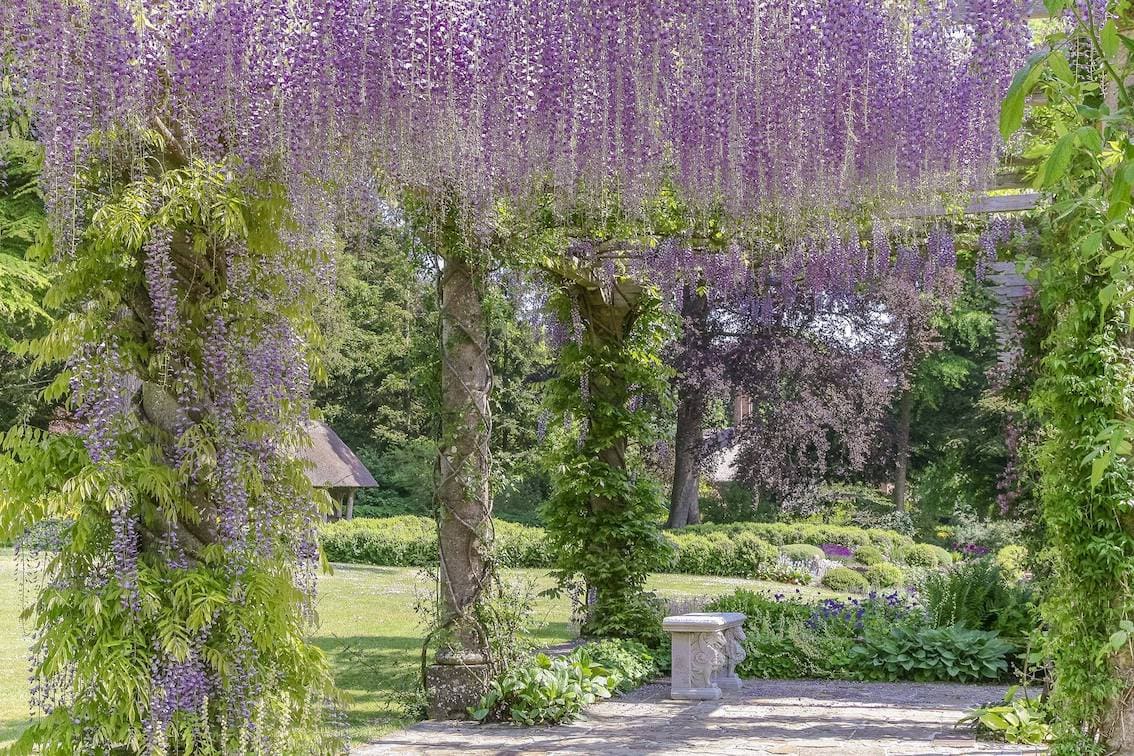 Stunning wisteria growing in West Dean Gardens, West Sussex