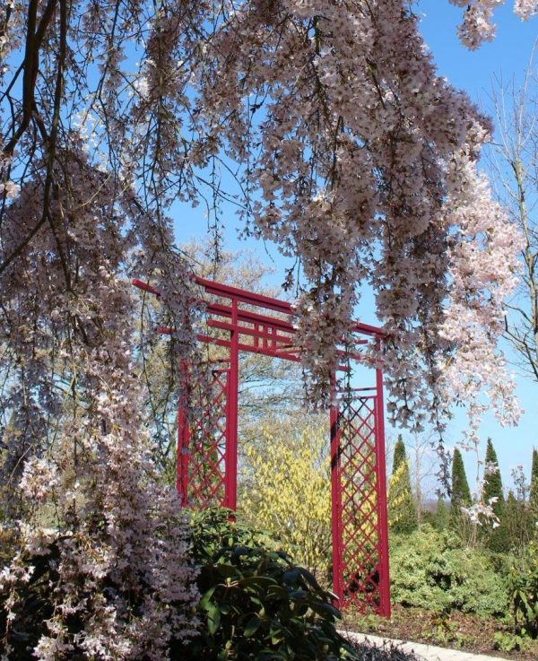 The Torii Japanese Gate by Classic Garden Elements in springtime