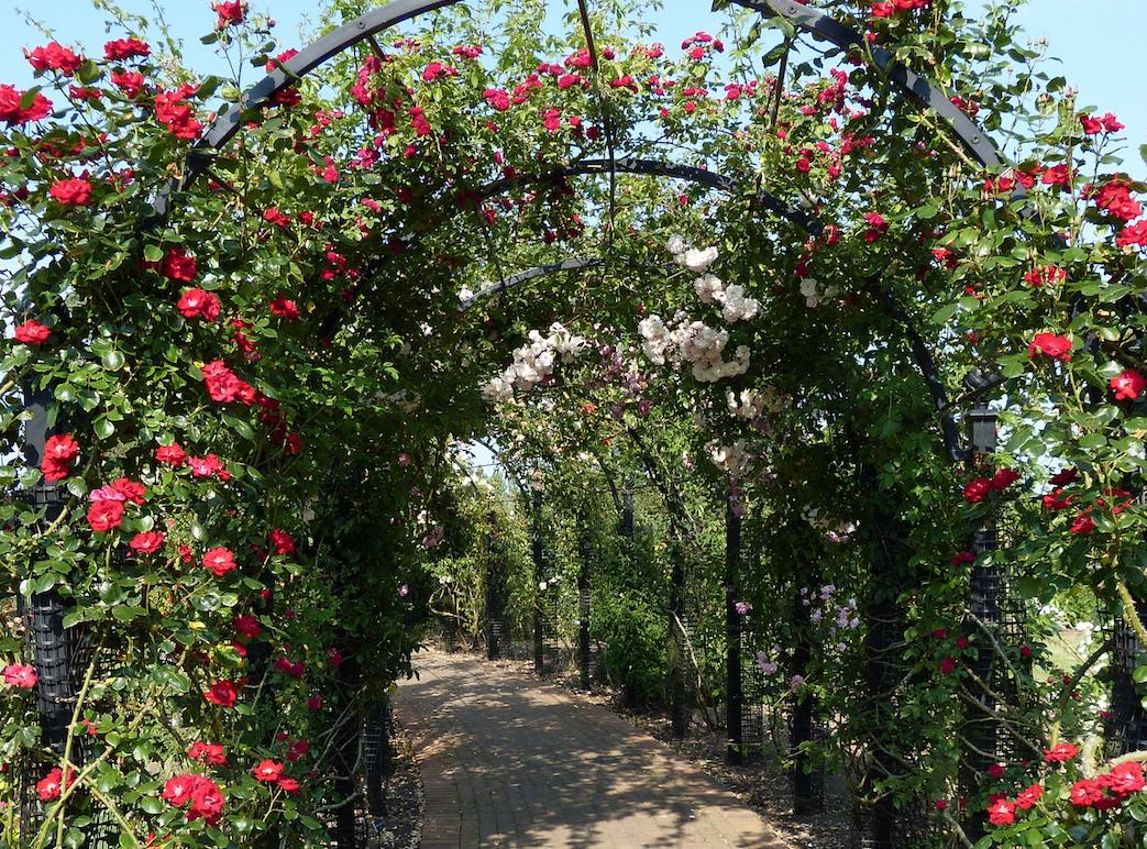 Laubengang-aus-Metall-mit-roten-Rosen