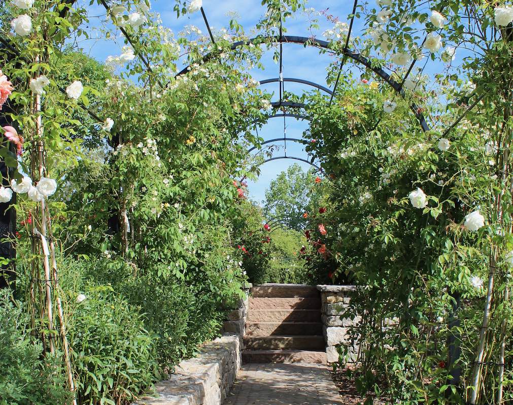 Classic Garden Elements metal pergola with white roses and stone steps