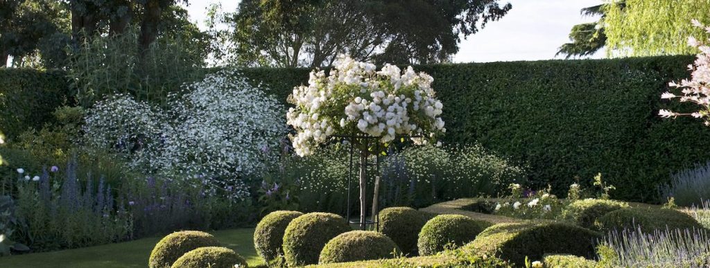Cascadng Roses Cascade Roses - Species and Care with a a Stable Metal Trellis