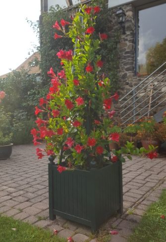 A Versailles Planter with Pyramid Trellis by Classic Garden Elements covered in a diplandia in full bloom