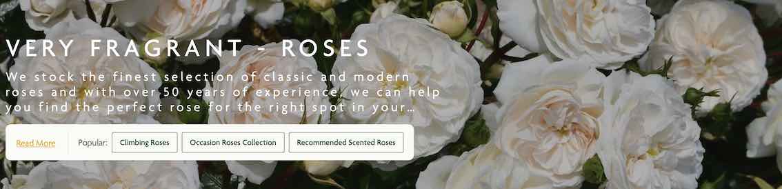 Very Fragrant Roses Peter Beales