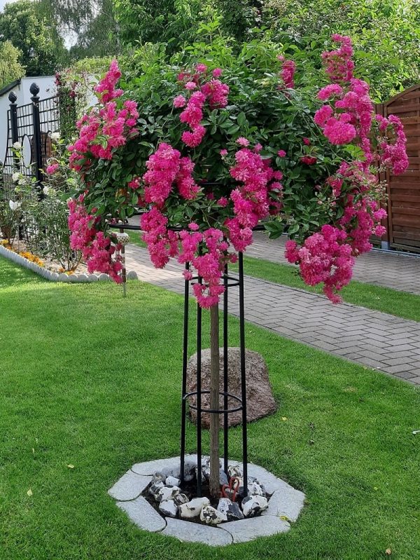 The 'Super Excelsa' weeping standard rose being supported by the Giverny Rose Umbrella Support by Classic Garden Elements