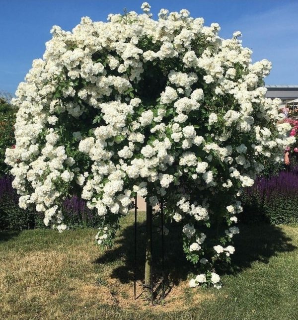 The white blossoms of the rosa moschata hybrid 'Guirlande d'Amour' cascading down the Giverny Rose Umbrella Support by Classic Garden Elements