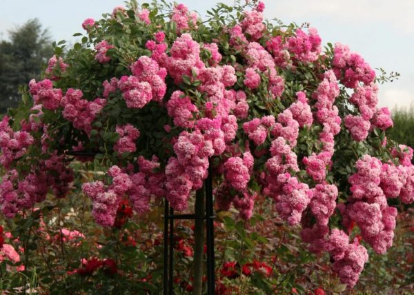 Stunning pink rose 'Super Dorothy' growing happily on the Giverny Rose Umbrella Support by Classic Garden Elements