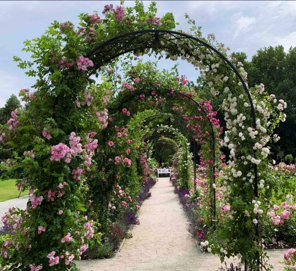 Bagatelle Round-Top Garden Arches covered in pink and white blossom