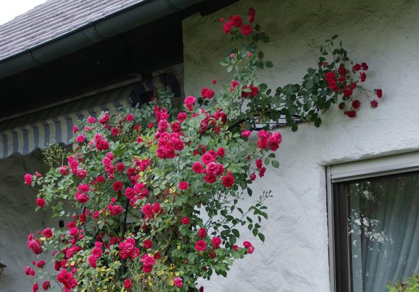 Two Bagatelle Half-Round Garden Arches supporting beautiful 'Super Excelsa' rambling roses