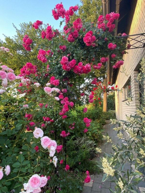 Classic Garden Elements' Half-Round Garden Arch Bagatelle covered in climbing rose 'Laguna' by Kordes
