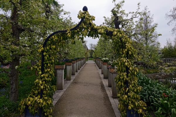 Caucasian ivy (Hedera colchica) 'Sulphur Heart' climbing over metal arch 'Brighton' with planters from Classic Garden Elements