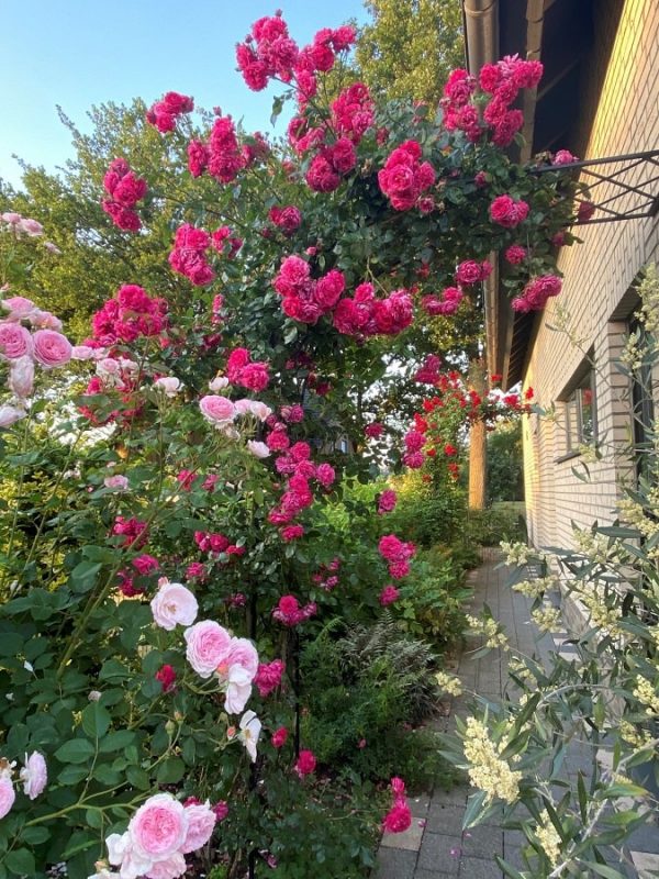 Half-round metal arch covered in 'Laguna' and 'Amadeus' climbing roses