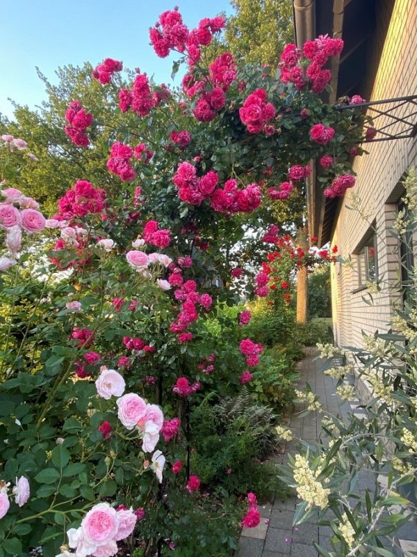 Half-round metal arch covered in 'Laguna' and 'Amadeus' climbing roses