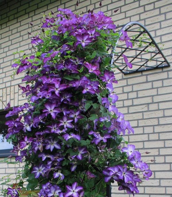 Close-up of a Classic Garden Elements Half-Round Garden Arch Bagatelle covered in Clematis Venosa Violacea