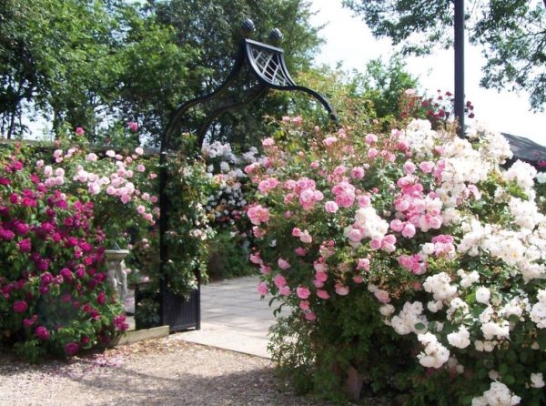Freestanding Brighton Garden Arch with pine-cone finials, bedecked with Peter Beales roses