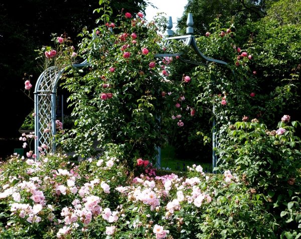 Two blue Brighton Victorian Rose Arches in the rose garden at the Arboretum Ellerhoop, covered in climbing roses