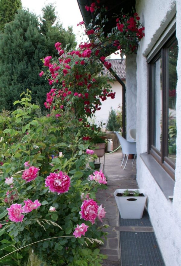 The Half-Round Garden Arch Bagatelle with climbing rose 'Excelsa' installed on the wall of a house in Bavaria