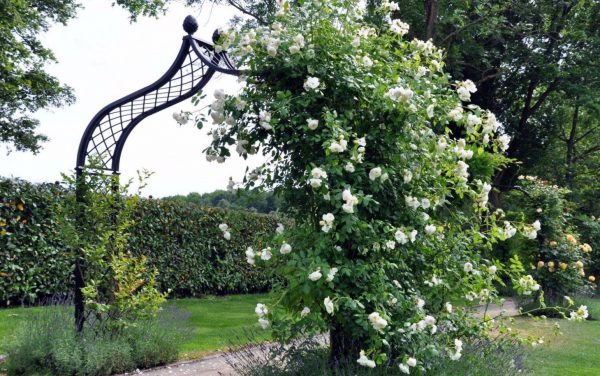 Brighton Victorian Rose Arch by Classic Garden Elements with a white climbing rose, in Kronberg