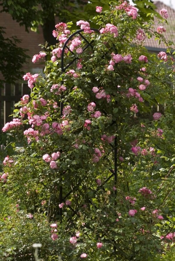 Freestanding Beekman Garden Obelisk by Classic Garden Elements with pink shrub rose