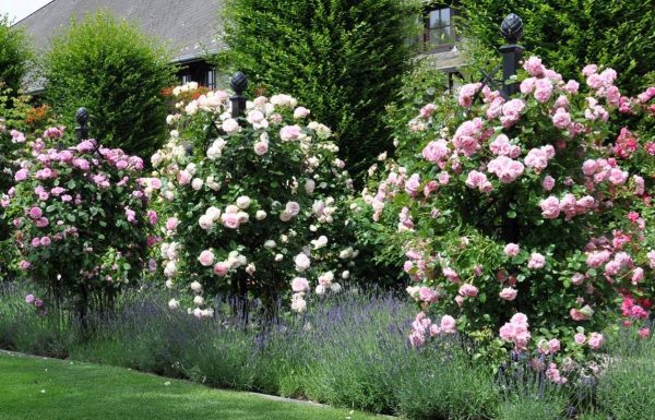 Three metal rose obelisks by Classic Garden Elements with climbing roses and lavender