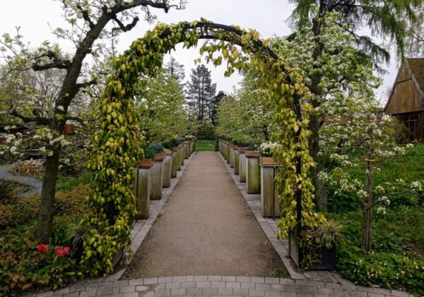 Caucasian ivy (Hedera colchica) 'Sulphur Heart' climbing over metal arch 'Portofino' with planters from Classic Garden Elements