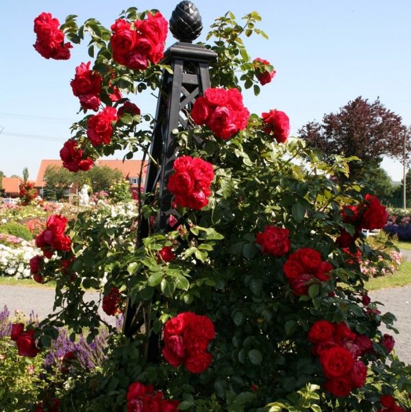 The Malmaison Pyramid Garden Obelisk by Classic Garden Elements, covered in 'Florentina' climbing roses by Kordes