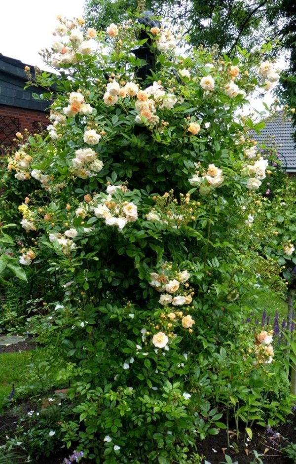 Rambling rose 'Ghislaine de Féligonde' growing enthusiastically up and around the Charleston Rose Obelisk