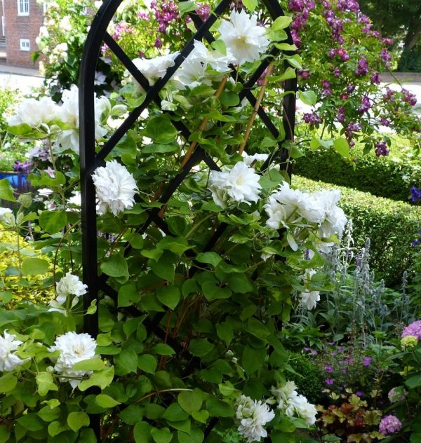 White clematis growing on a Classic Garden Elements Beekman Garden Obelisk