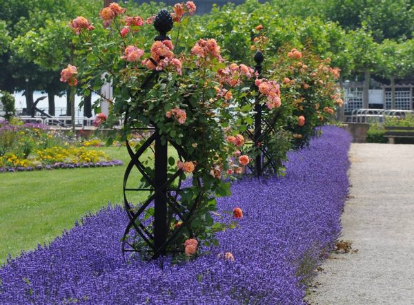 Charleston Rose Obelisks along the Rhine promenade in Worms, surrounded by lavender