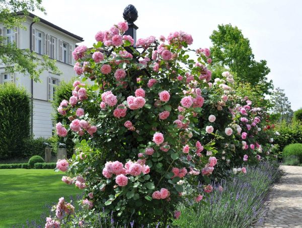 The Charleston Rose Obelisk with pine-cone finial taming a beautiful 'Mamma Mia' rose by Poulsen