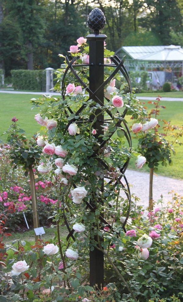 Eden Rose by Melland growing happily up a metal rose obelisk by Classic Garden Elements