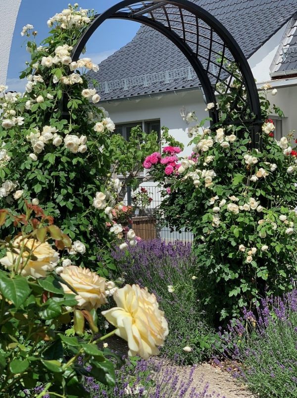 Portofino Romanesque Garden Arch by Classic Garden Elements in a front garden, covered with climbing rose 'Claire Austin'