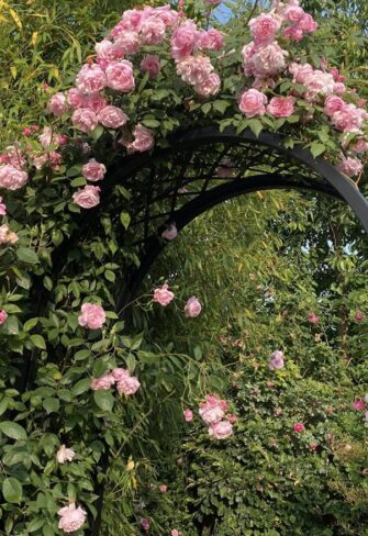 Rose ‘Mary Delany’ by David Austin in the Galarosa Garden, Bamberg, curated by Jeannette Frank, with the ‘Portofino’ rose arch