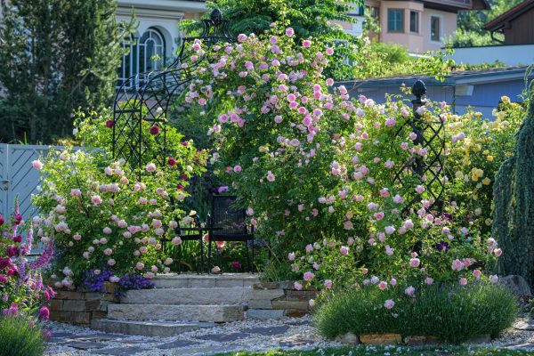 A Classic Garden Elements Charleston Rose Obelisk in front of a Kiftsgate Gazebo, featuring English roses by David Austin