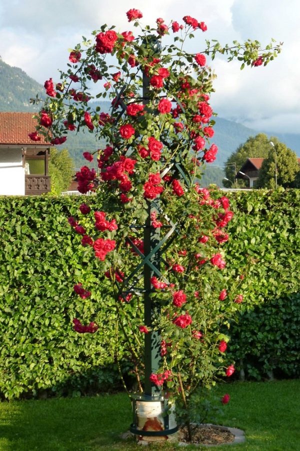 A bespoke Charleston Rose Obelisk mounted on a tree stump and covered in red roses