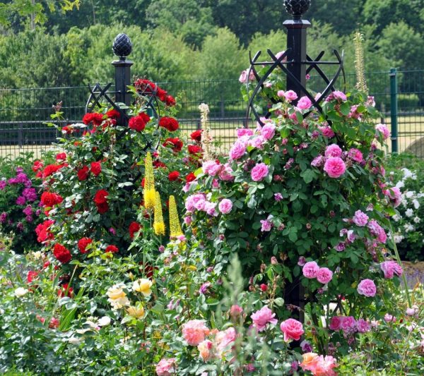Classic Garden Elements' sturdy Charleston Rose Obelisk providing growing support to climbing roses