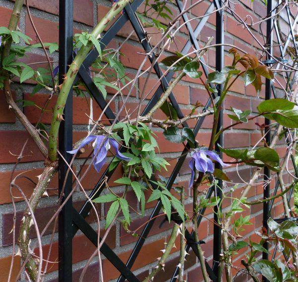 Close-up of roses and clematis tied to the De Rigueur Wall Trellis