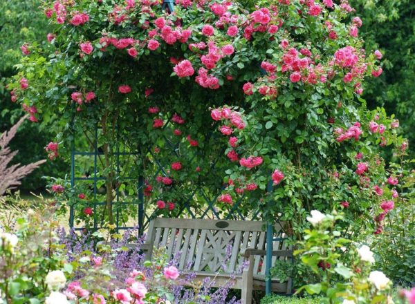 The Victorian Rose Arbour by Classic Garden Elements in blue, with climbing rose 'Laguna' at the Ellerhoop Arboretum