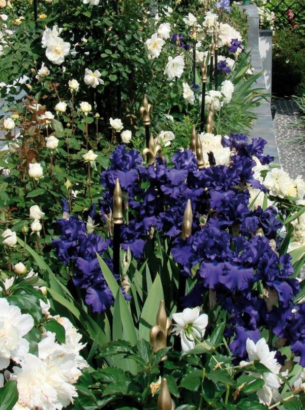 Blue irises looking stunning alongside the Jules Gravereaux Garden Stakes by Classic Garden Elements