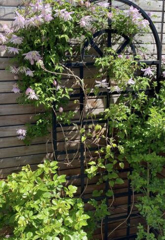 Clematis-Spalier von Classic Garden Elements mit Clematis alpina 'Pink Princess' im Garten GALAROSA von Jeannette Frank-Ciervo