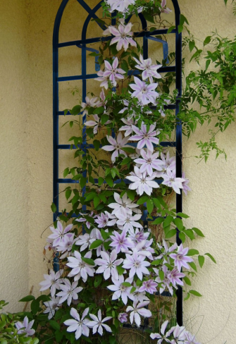The Round-Top Wall Trellis by Classic Garden Elements covered in clematis