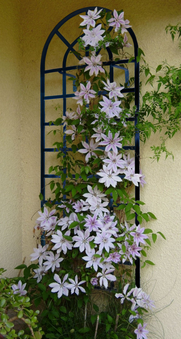 The Round-Top Wall Trellis by Classic Garden Elements covered in clematis