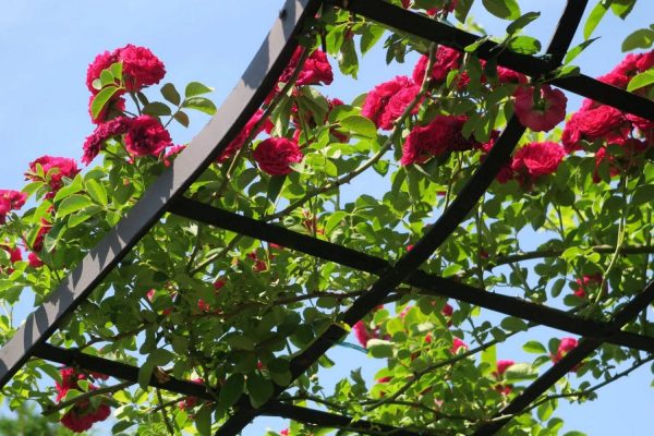 Close-up of the Victorian Rose Arbour by Classic Garden Elements covered in the glorious rambling rose 'Chevy Chase' under a perfect blue sky