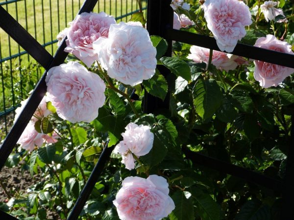 Close-up of the steel bands of the Victorian Rose Arbour by Classic Garden Elements covered in soft pink blossom