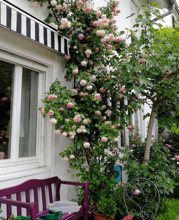 The 'Eden Rose' growing enthusiastically up the De Rigueur Wall Trellis on the wall of a house in Heidelberg