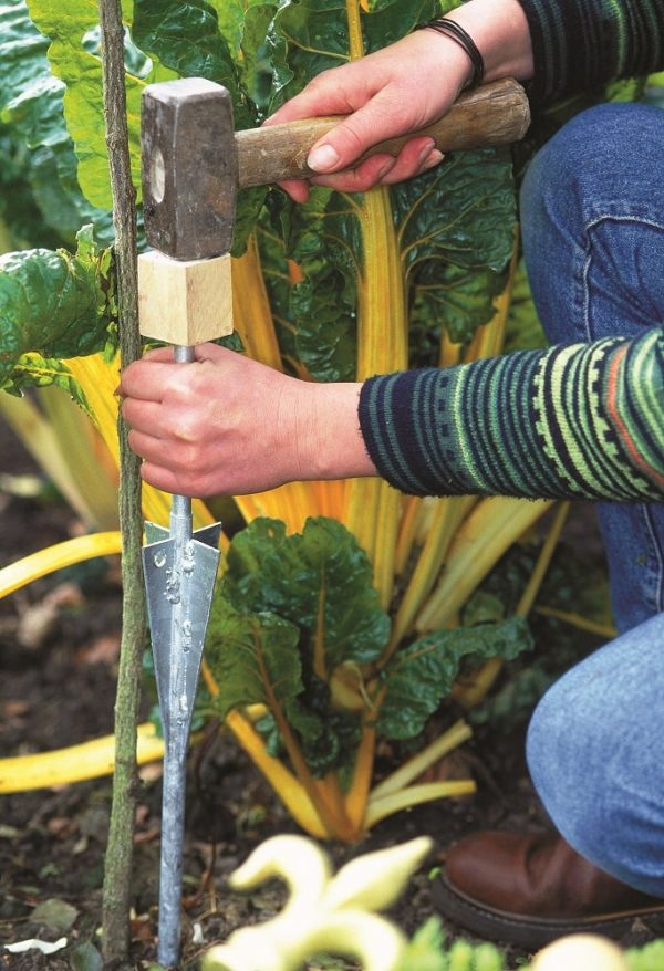 Hammering in ground anchors to provide support to standard roses