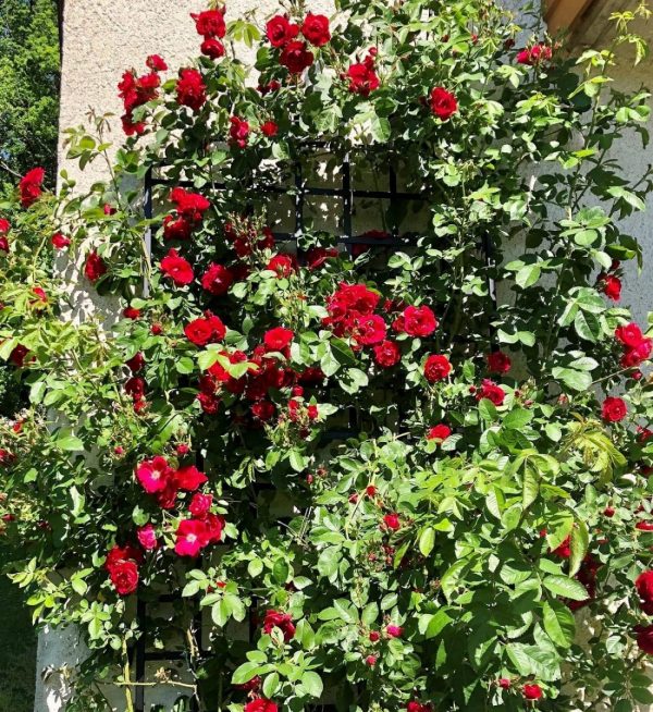 The Classic Garden Elements Large Modern Wall Trellis hidden beneath a sea of red climbing roses