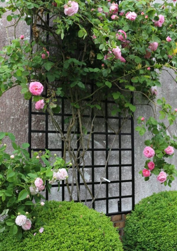 The Large Modern Wall Trellis by Classic Garden Elements with stunning pink David Austin Rose 'Constance Spry'