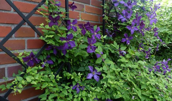De Rigueur Wall Trellis in black by Classic Garden Elements, serving as a climbing aid for the 'Polish Spirit' clematis