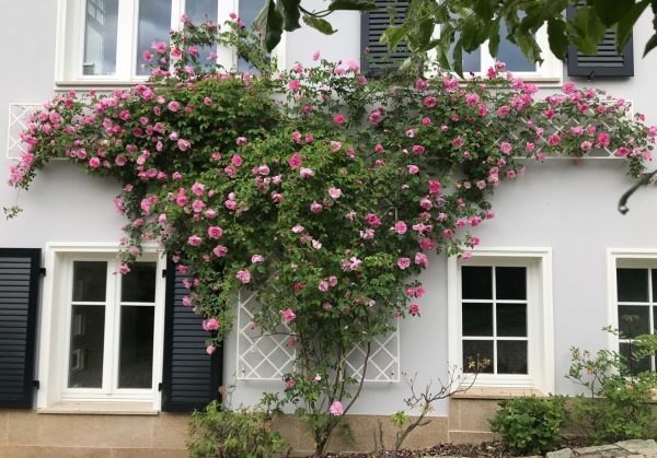 De Rigueur Wall Trellis in white by Classic Garden Elements, covered in rambling rose 'Mme Sancy de Parabère'